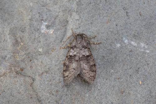 Penestoglossa dardoinella